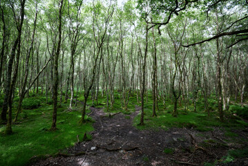 Ireland - Glendalough Woods