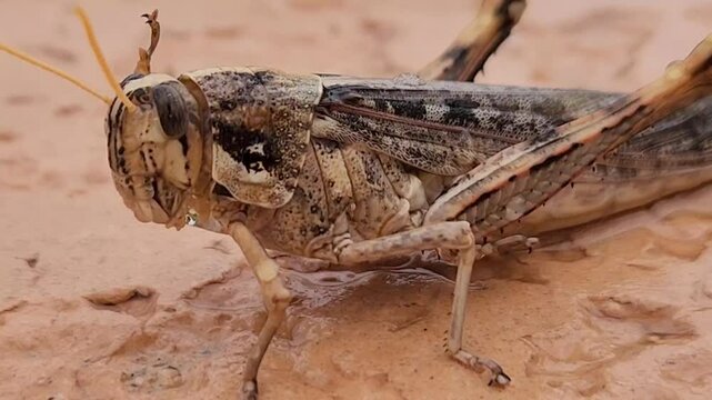 Camouflaged desert grasshopper grooming antenna