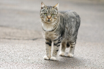 A funny cat stands on the asphalt and looks at the camera. Selective focus with copy space
