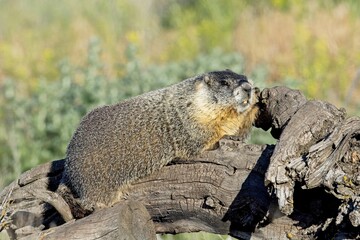 Cute marmot soaking in morning light.