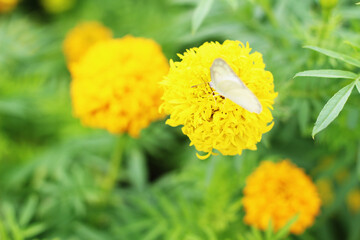 Butterfly on a beautiful yellow flower