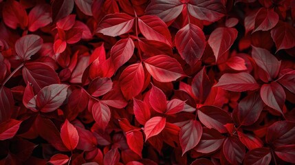 Background of red leaves