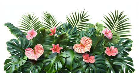 Fototapeta premium Tropical Pink Anthurium Flowers on White Background