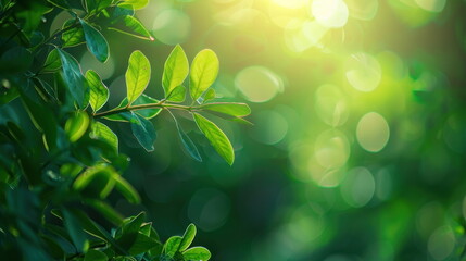 green leaf bokeh nature background, wallpaper