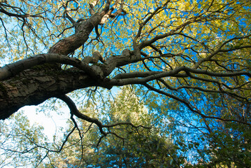 Trees in Reykjavik, capital city of Iceland
