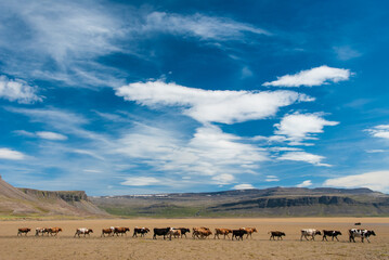 Walkings cowns in west Iceland