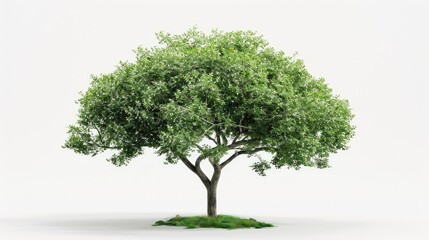 Obraz premium A leafy tree suitable for designing materials and images