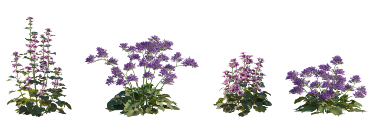 Set of Limonium perezii and Malva sylvestris flowering frontal isolated png on a transparent background perfectly cutout high resolution