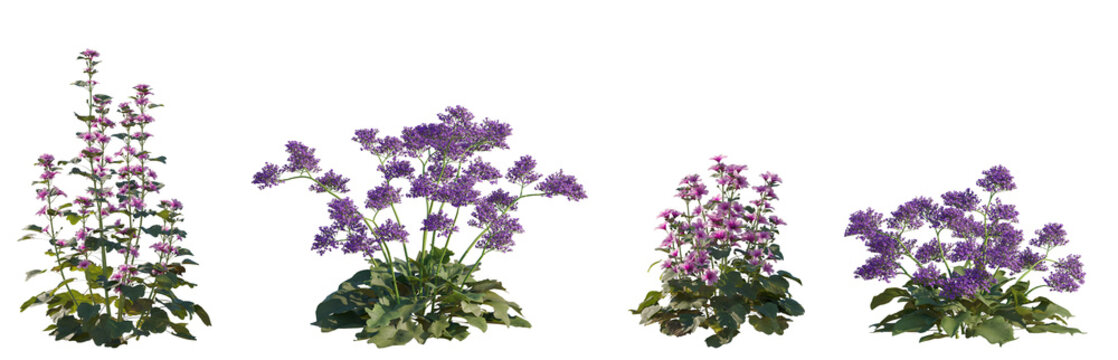 Set of Limonium perezii and Malva sylvestris flowering frontal isolated png on a transparent background perfectly cutout high resolution