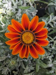 Closeup top down shot of a beautiful Ganzania flower in a sunny afternoon surrounded by leaves. 