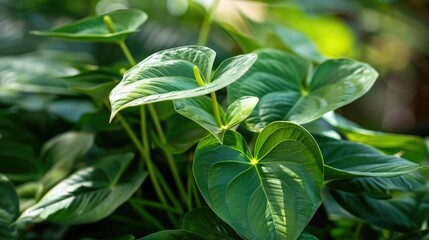 Obraz premium Anthurium plowmanii a stunning drought resistant plant with long green leaves having gentle waves