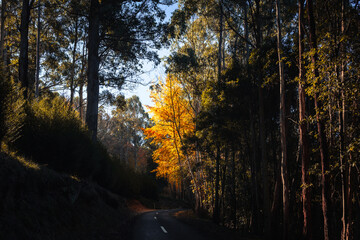 autumn forest in the morning