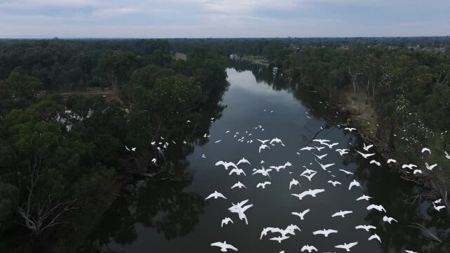 Murray River Australia with birds cinematic