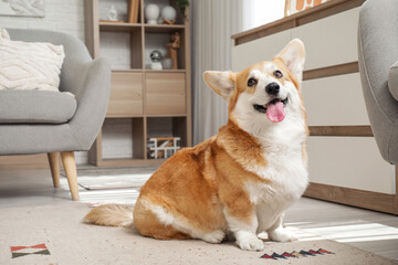 Cute happy Corgi dog sitting on floor at home