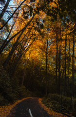 autumn forest in the morning