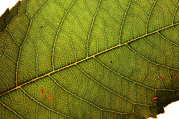 green leaf texture