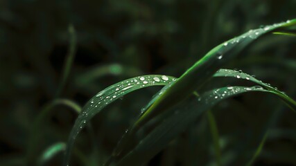 grass with dew drops