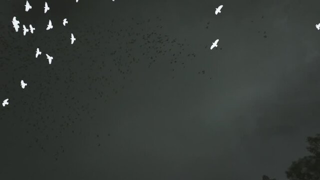 Murray River Australia with birds cinematic