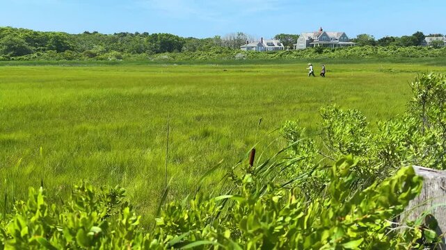 Nantucket Island Field Station Salt Marsh 