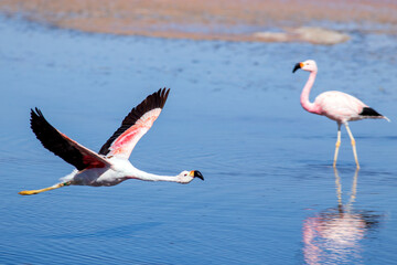Flamingo. Atacama Desert.