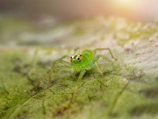Spider genus of the family Salticidae, Lyssomanes 