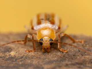 Aphthona lutescens (species of skeletonizing leaf beetle in the family Chrysomelida)
