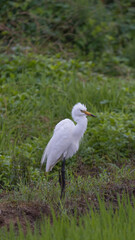 Egretta 백로 Heron