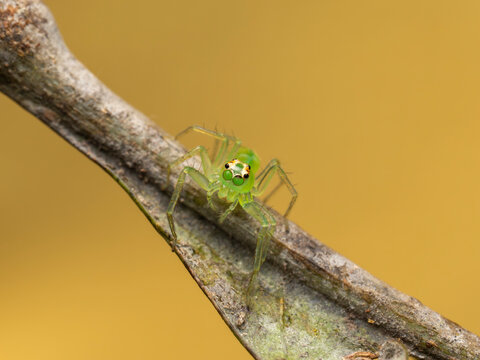 Lyssomanes (spider genus of the family Salticidae)