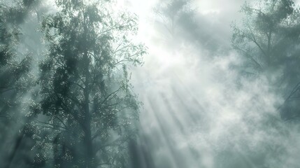 Obraz premium Trees in the fog with morning smoke in the forest