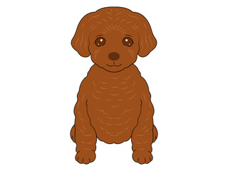 お座りする茶色のトイプードルの子犬