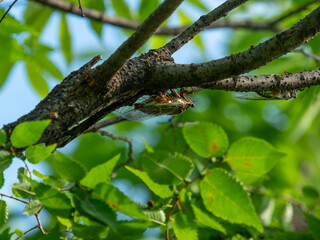 公園の木にとまる蝉