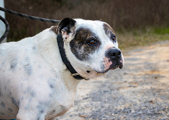 portrait of a dog