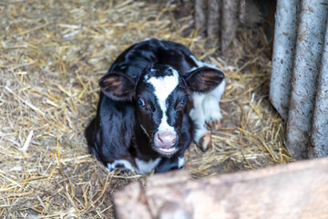 Portrait of calf lies in straw on farm. Newborn animal © Uladzislau