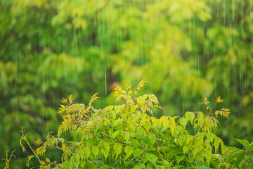 Raindrops in nature. The rain falls on the leaves of trees and bushes.