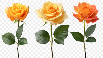 PNG Set of yellow roses orange roses isolated on the white background. PNG format isolated on transparent background.