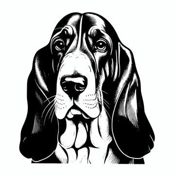 Basset Hound face vector silhouette illustration. Pet dog portrait design on white background