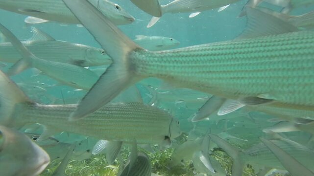 School of bonefish swimming close to the camera in shallow waters of Los Roques