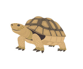 亀　歩いているリクガメ