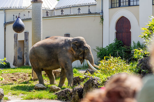 Elephant in Front of Pavilion at Hellabrunn Zoo