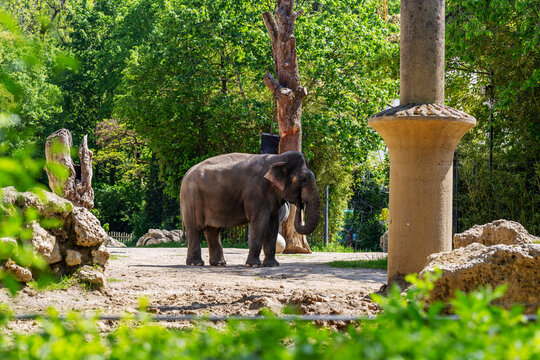 Elephant in Front of Pavilion at Hellabrunn Zoo