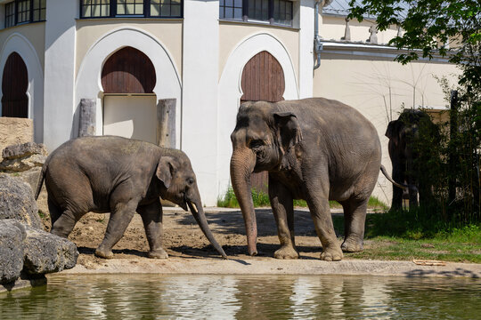 Asian Elephant and Calf at Hellabrunn Zoo