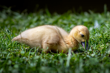 baby duckling in grass