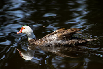 duck in the water