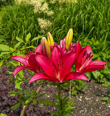 Beautiful red lilly