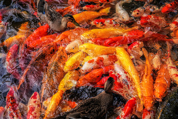 Koi fish are an extremely popular and colorful form of the fish species Amur carp (Cyprinus rubrofuscus).