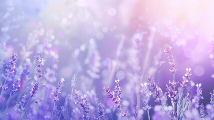 Obraz premium Tranquil Lavender Field. Beautiful purple lavender flowers blooming in a field