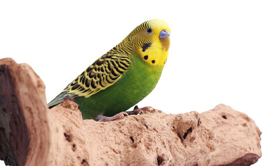 Bright parrot on wooden snag against white background. Exotic pet