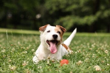 Cute dog playing with toy outdoors. Active pet