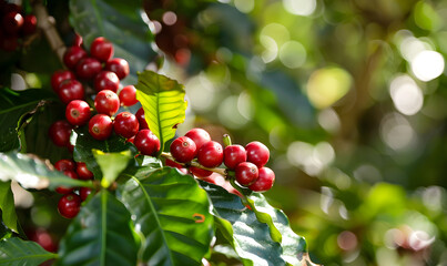 Obraz premium Pictures of coffee and coffee beans, coffee plants