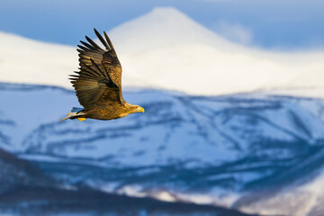オジロワシと知床の山